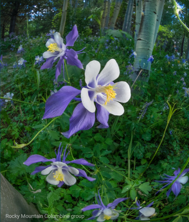 Columbines